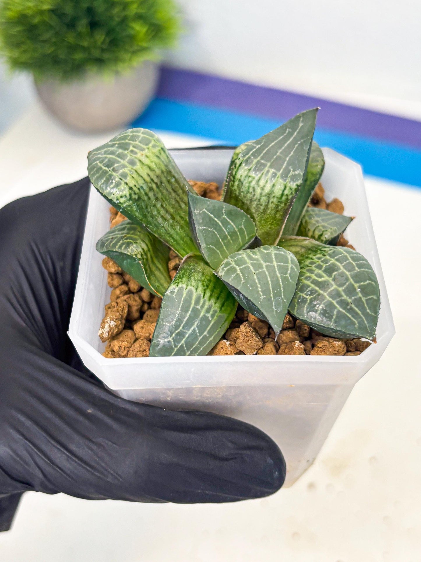 Haworthia Boli Kang (wa3) (y7) | Hong Kong Rare Species