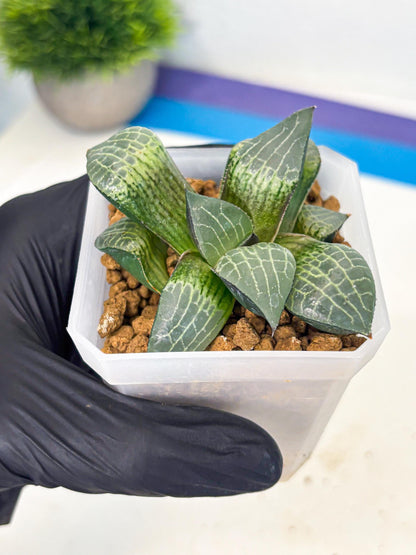 Haworthia Boli Kang (wa3) (y7) | Hong Kong Rare Species