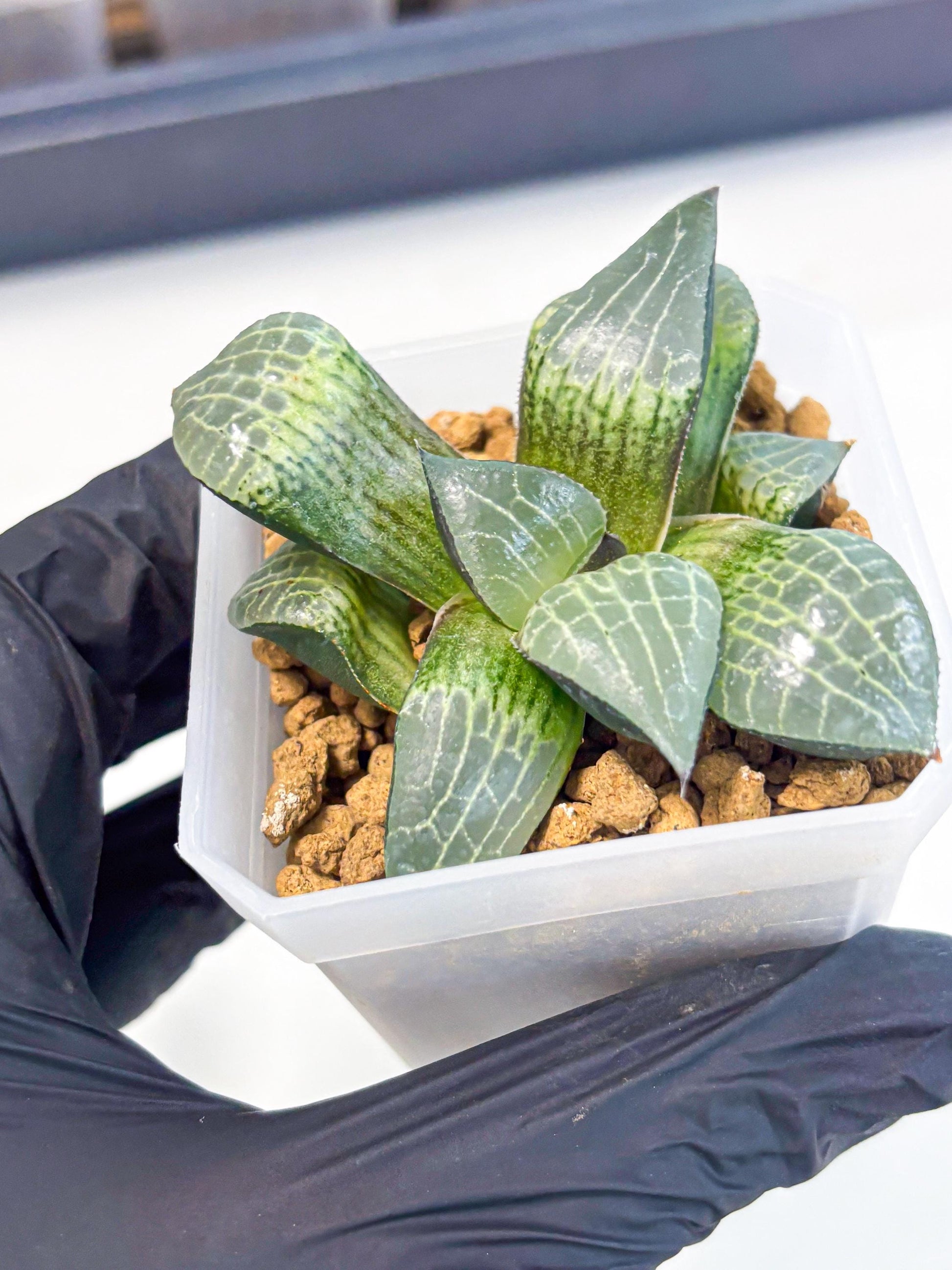 Haworthia Boli Kang (wa3) (y7) | Hong Kong Rare Species