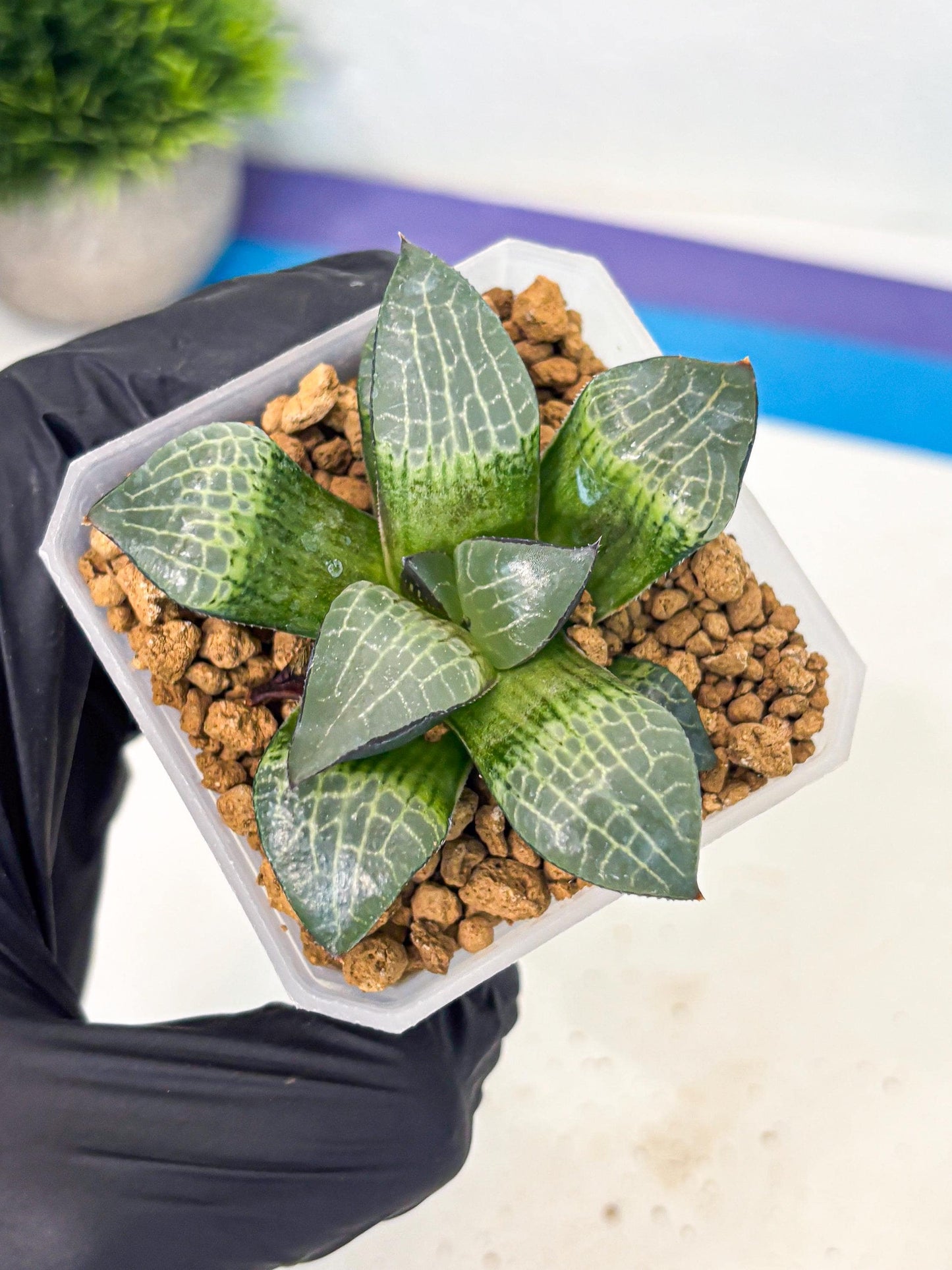 Haworthia Boli Kang (wa3) (b1) | Hong Kong Rare Species