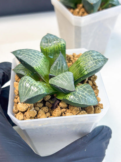 Haworthia Boli Kang (wa3) (b1) | Hong Kong Rare Species