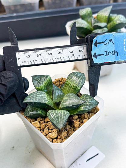 Haworthia Boli Kang (wa3) (b1) | Hong Kong Rare Species