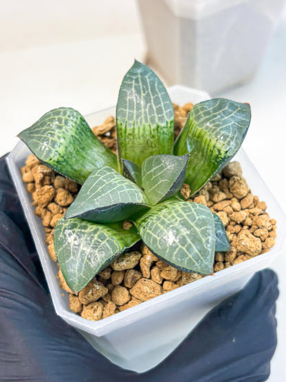 Haworthia Boli Kang (wa3) (b1) | Hong Kong Rare Species