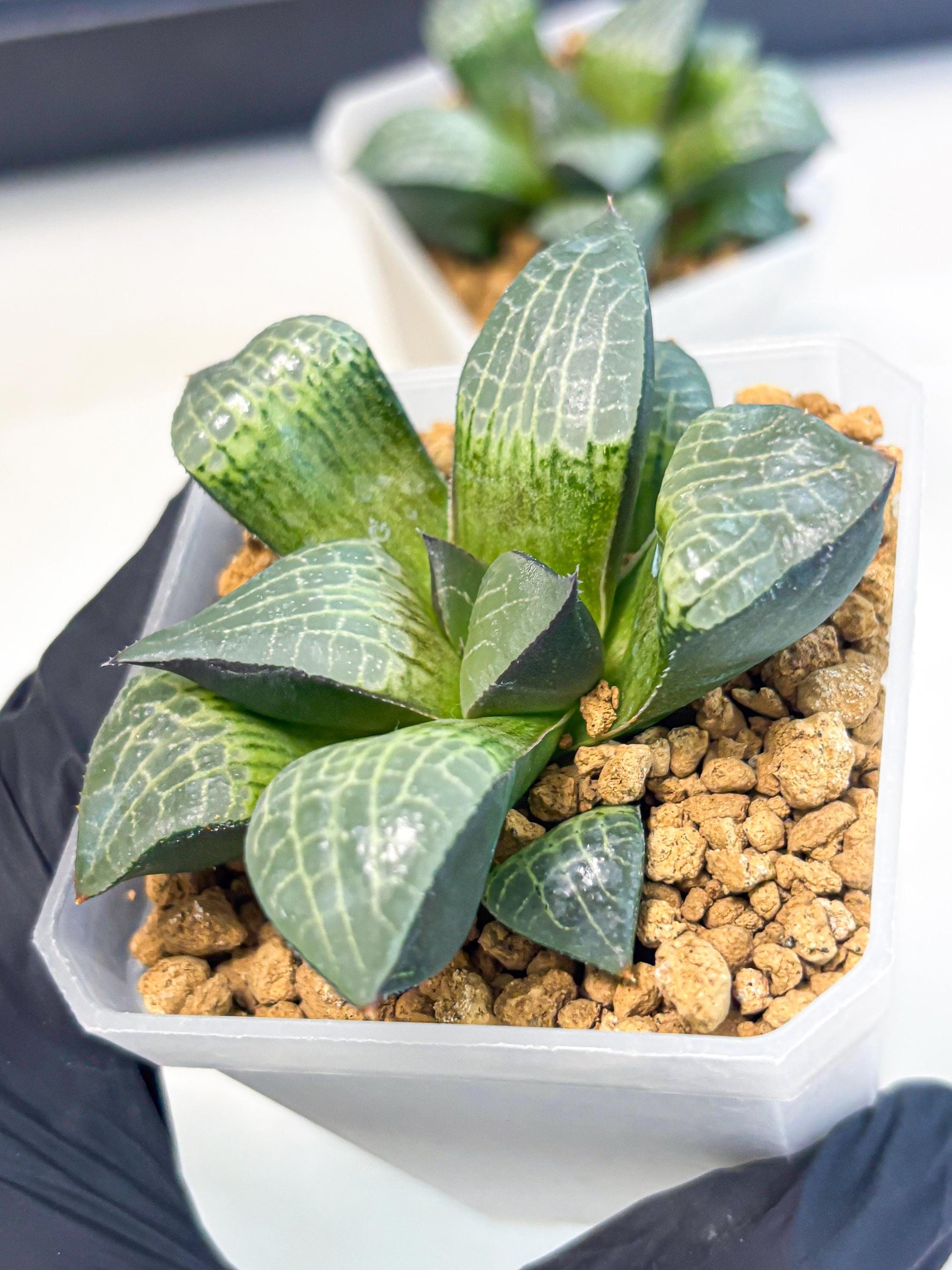Haworthia Boli Kang (wa3) (b1) | Hong Kong Rare Species