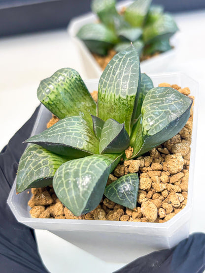 Haworthia Boli Kang (wa3) (b1) | Hong Kong Rare Species