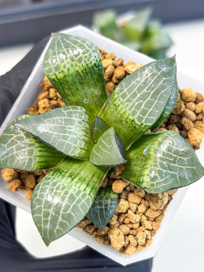 Haworthia Boli Kang (wa3) (b1) | Hong Kong Rare Species
