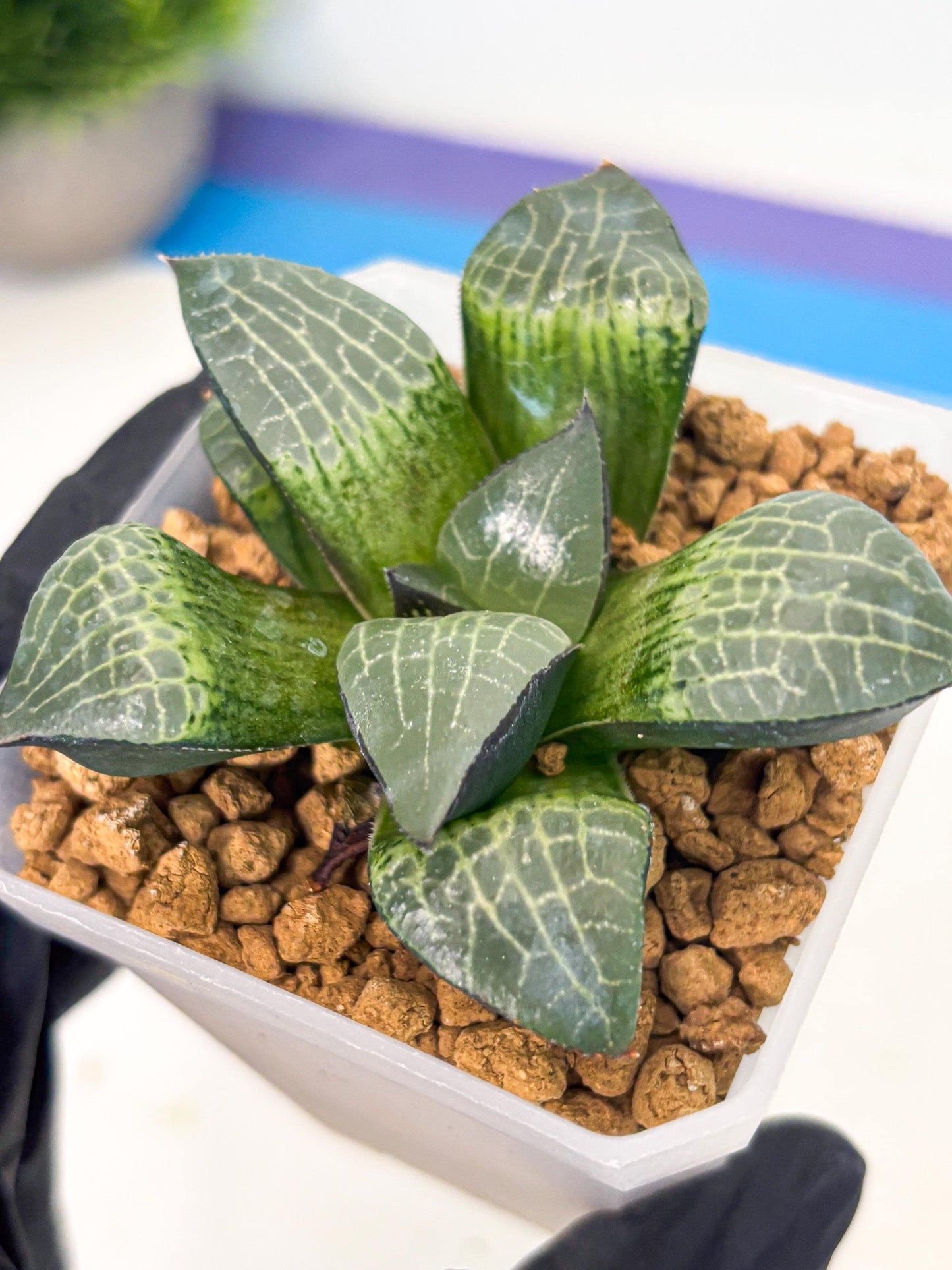 Haworthia Boli Kang (wa3) (b1) | Hong Kong Rare Species