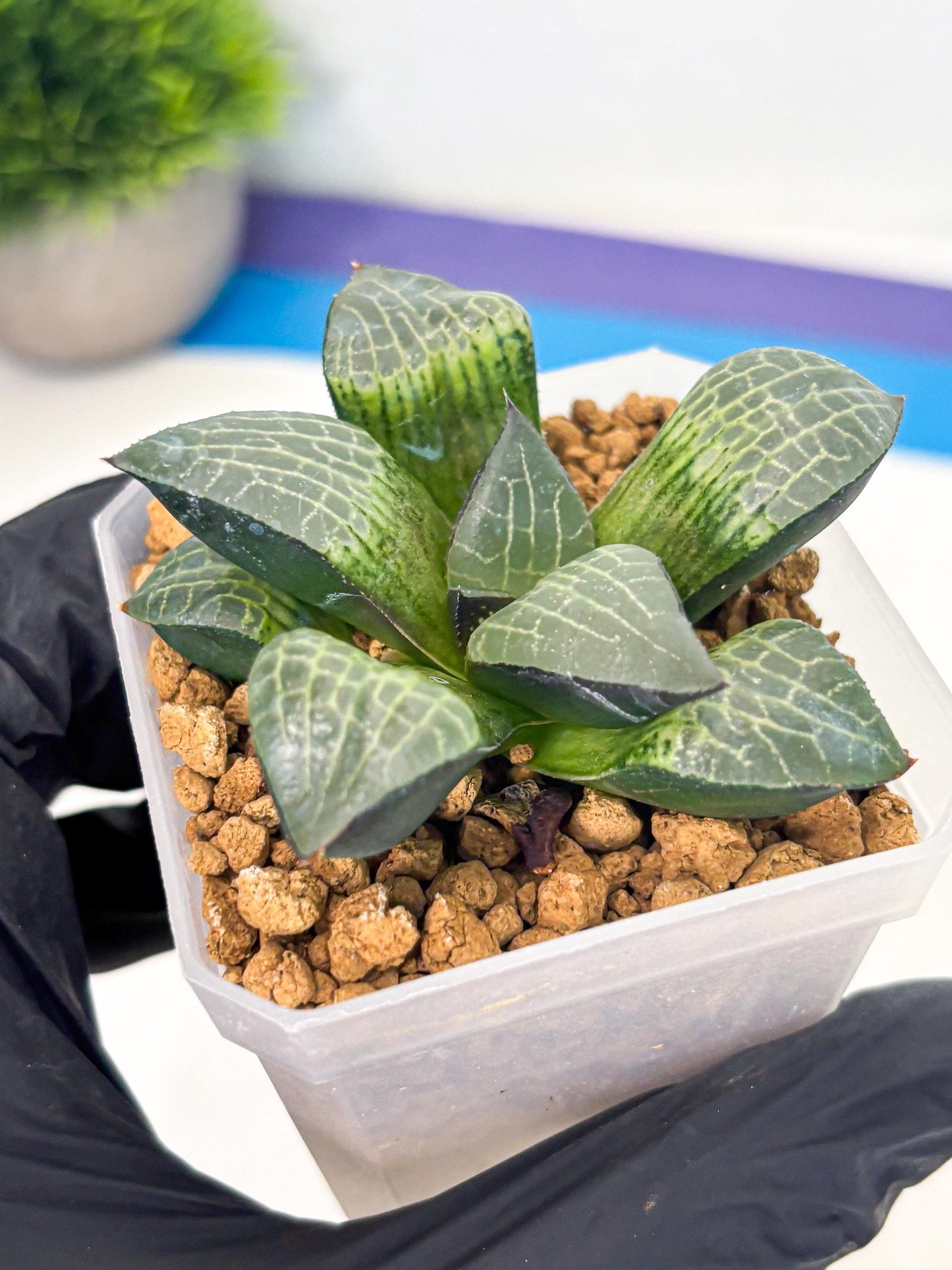 Haworthia Boli Kang (wa3) (b1) | Hong Kong Rare Species