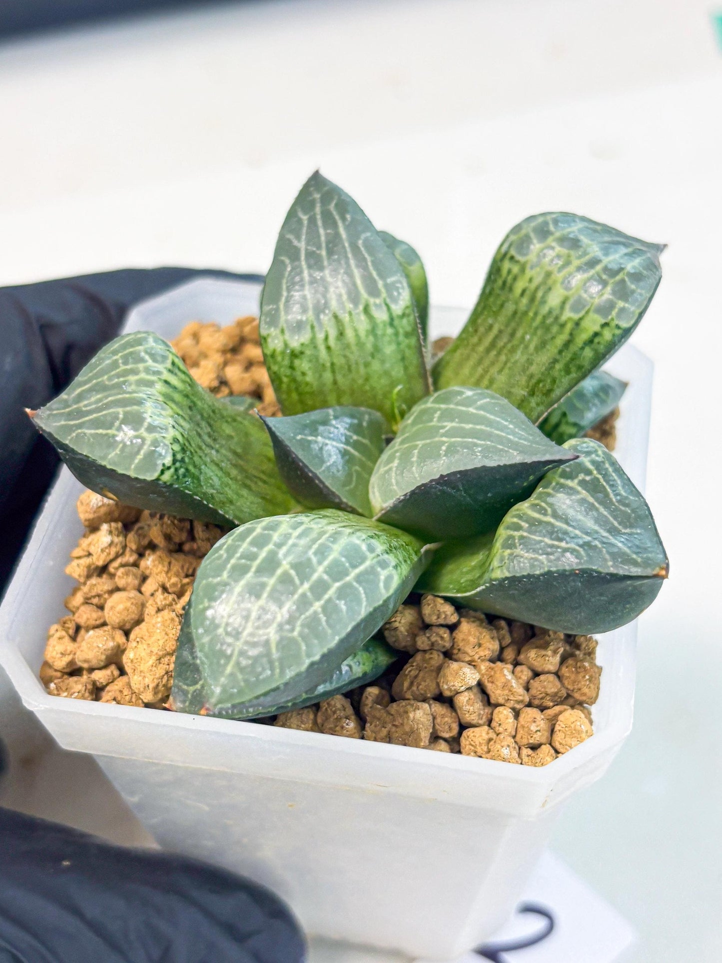 Haworthia Boli Kang (wa3) (b2) | Hong Kong Rare Species