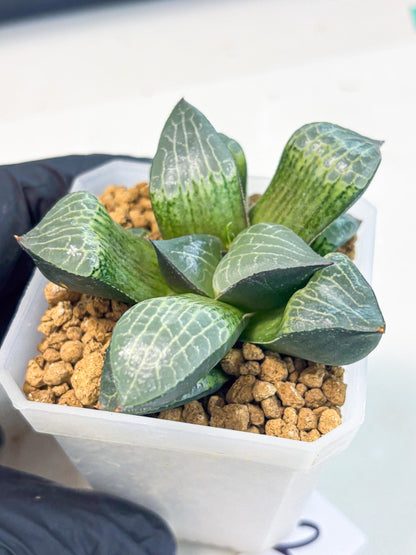 Haworthia Boli Kang (wa3) (b2) | Hong Kong Rare Species