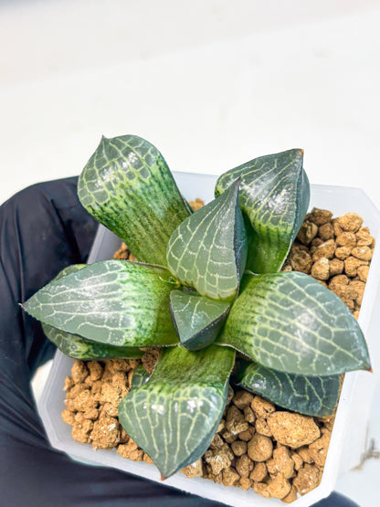 Haworthia Boli Kang (wa3) (b2) | Hong Kong Rare Species