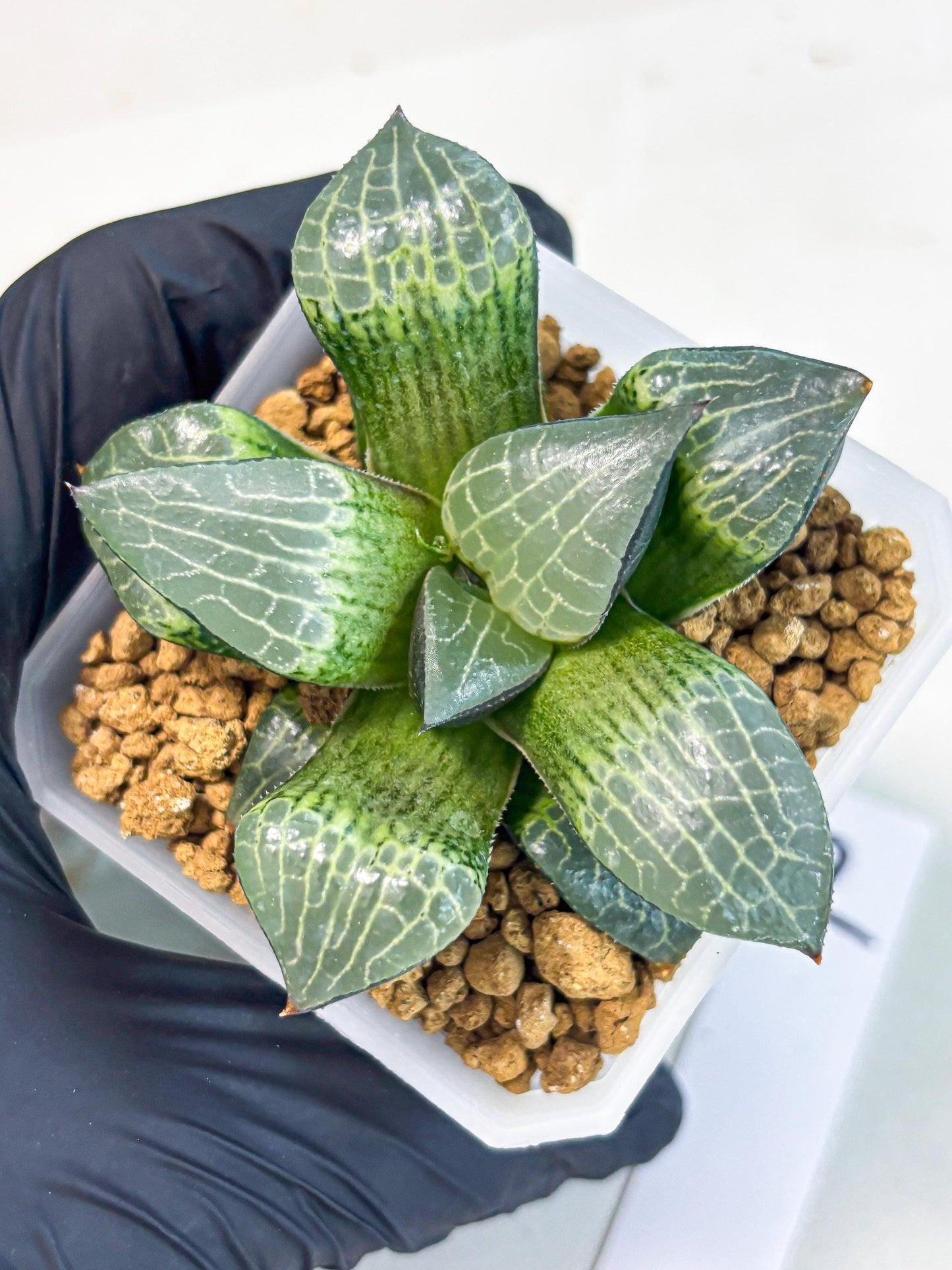 Haworthia Boli Kang (wa3) (b2) | Hong Kong Rare Species