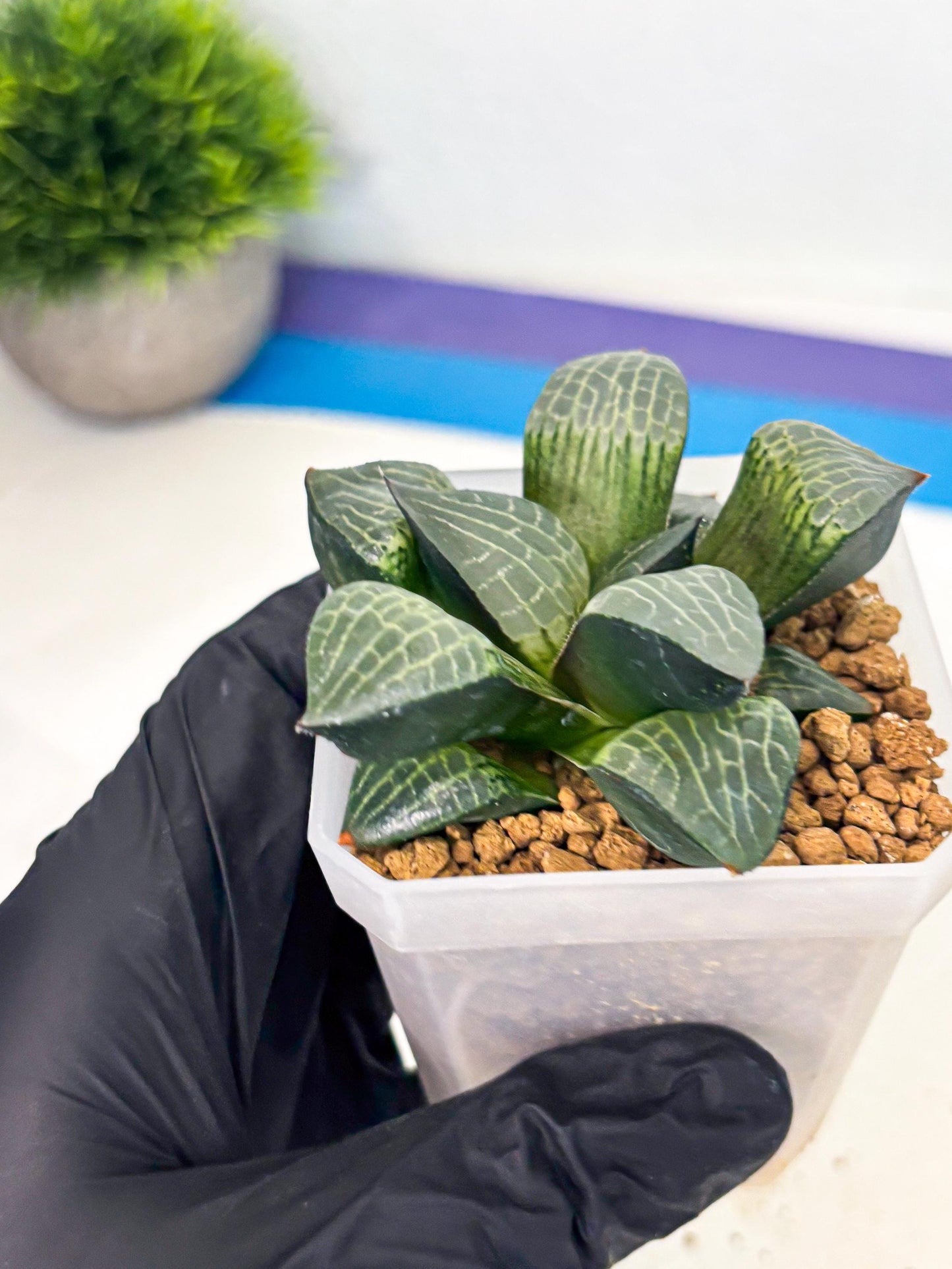 Haworthia Boli Kang (wa3) (b2) | Hong Kong Rare Species