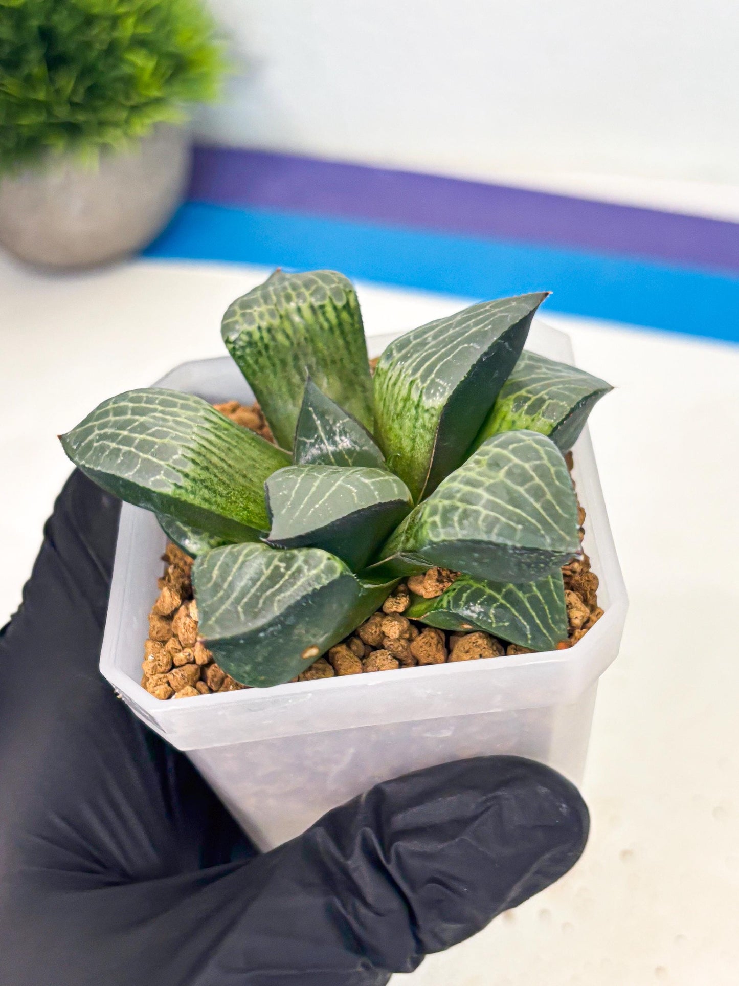 Haworthia Boli Kang (wa3) (b2) | Hong Kong Rare Species