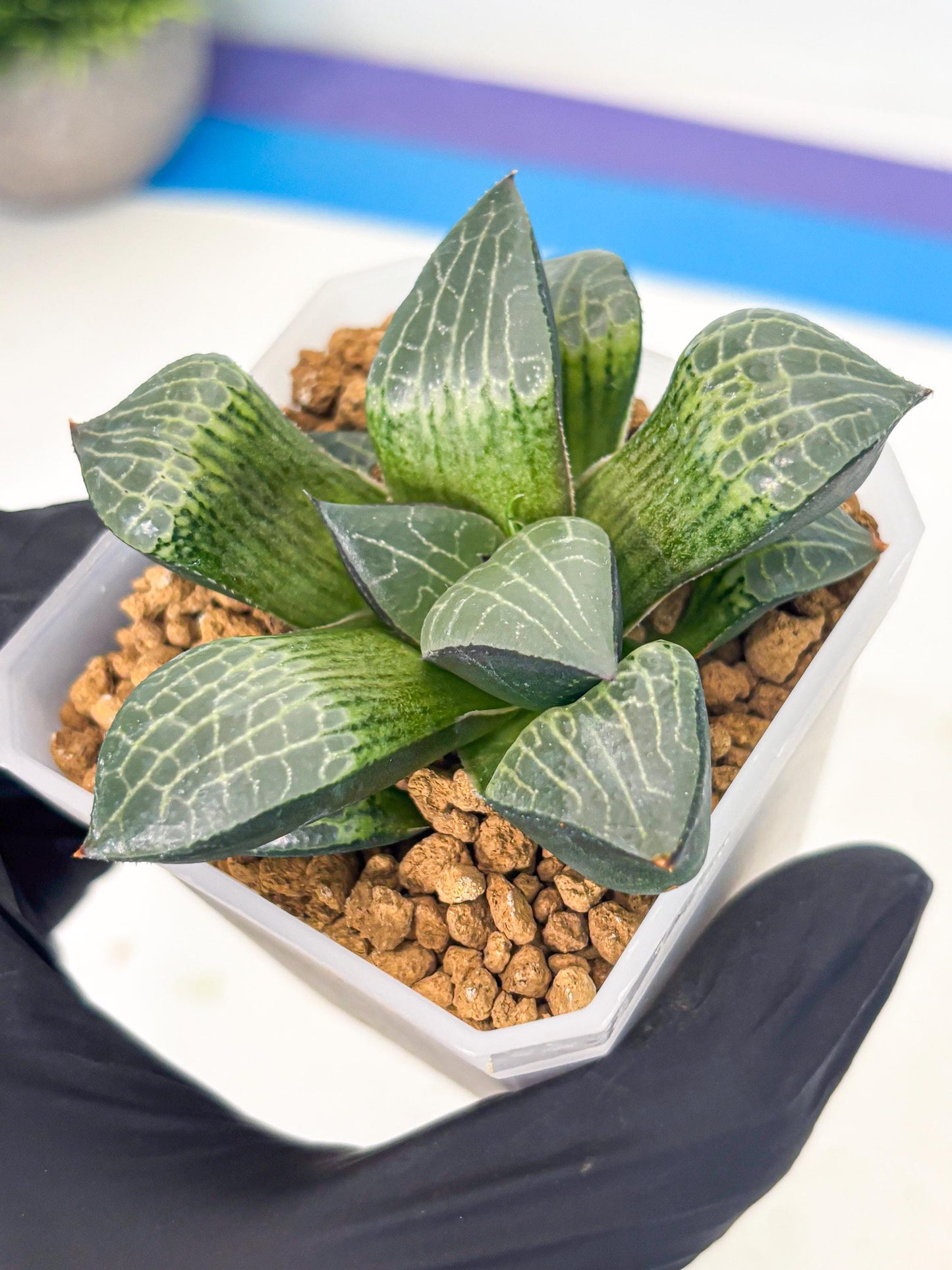 Haworthia Boli Kang (wa3) (b2) | Hong Kong Rare Species