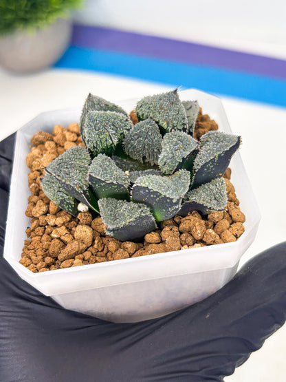 Haworthia Juweicheng (wa3) (b3) | Hong Kong Rare Species