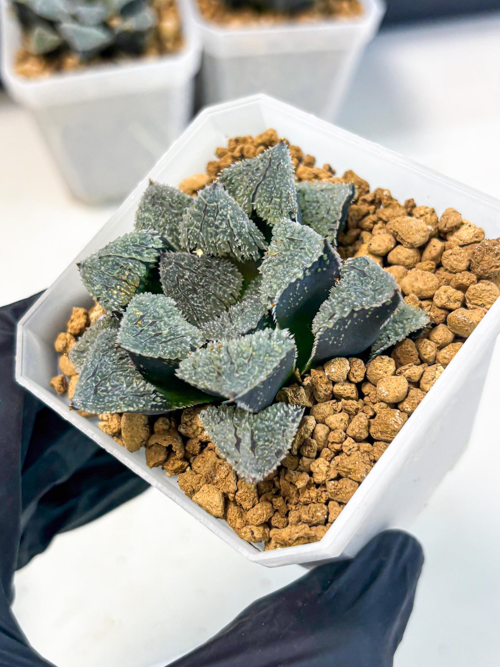 Haworthia Juweicheng (wa3) (b3) | Hong Kong Rare Species