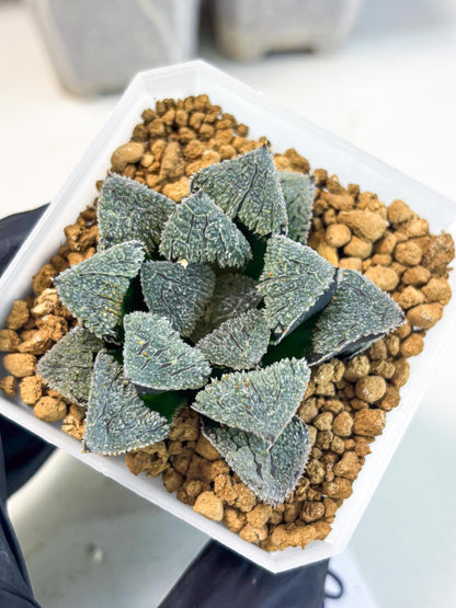 Haworthia Juweicheng (wa3) (b3) | Hong Kong Rare Species