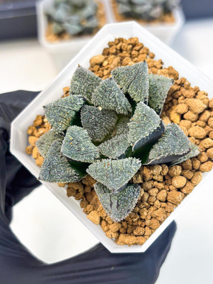 Haworthia Juweicheng (wa3) (b3) | Hong Kong Rare Species