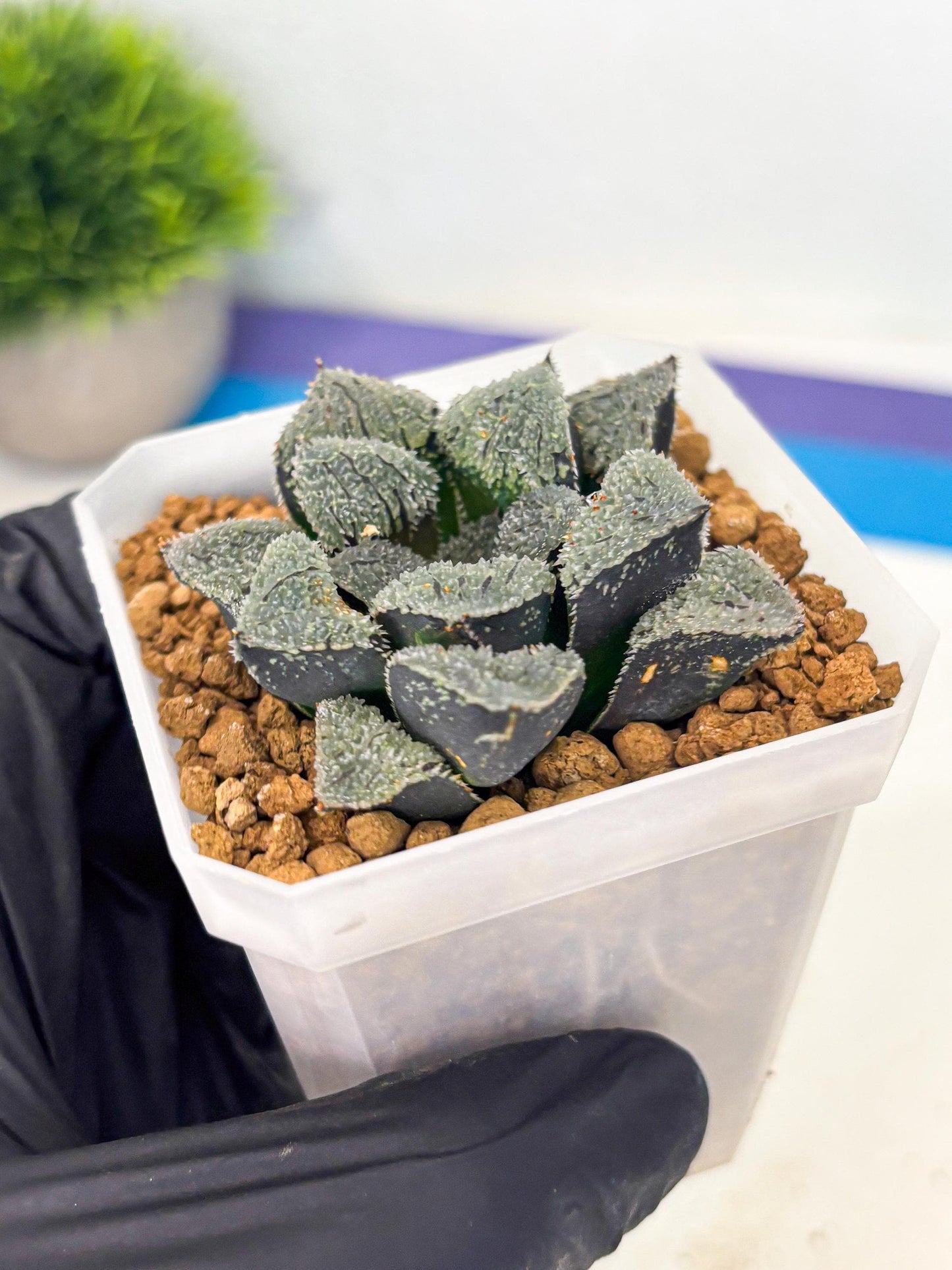 Haworthia Juweicheng (wa3) (b3) | Hong Kong Rare Species