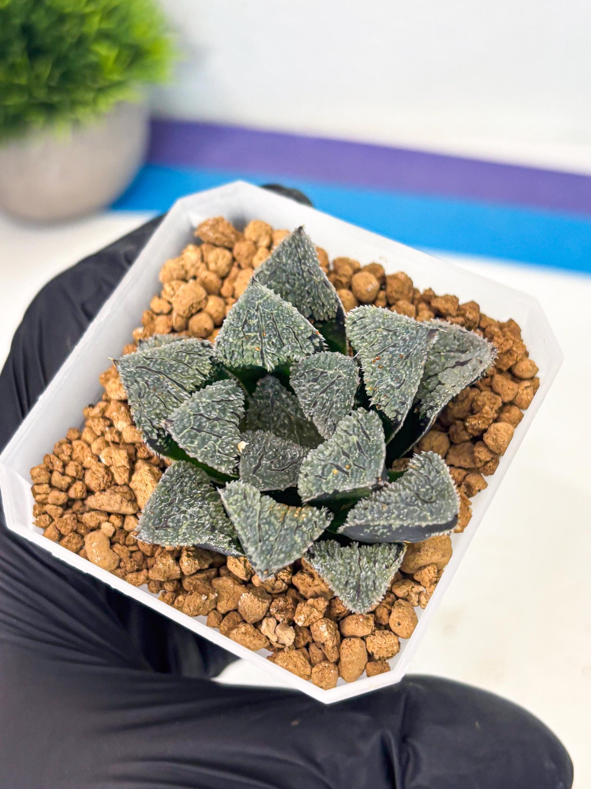 Haworthia Juweicheng (wa3) (b3) | Hong Kong Rare Species