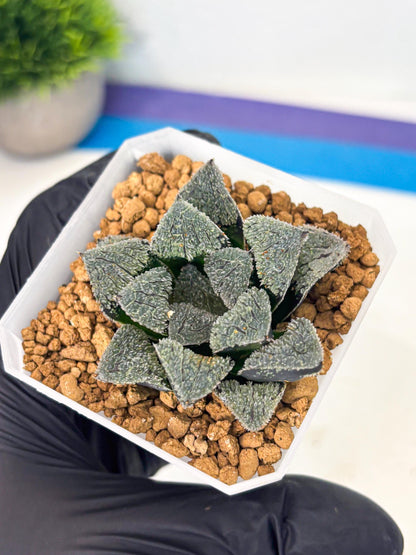 Haworthia Juweicheng (wa3) (b3) | Hong Kong Rare Species