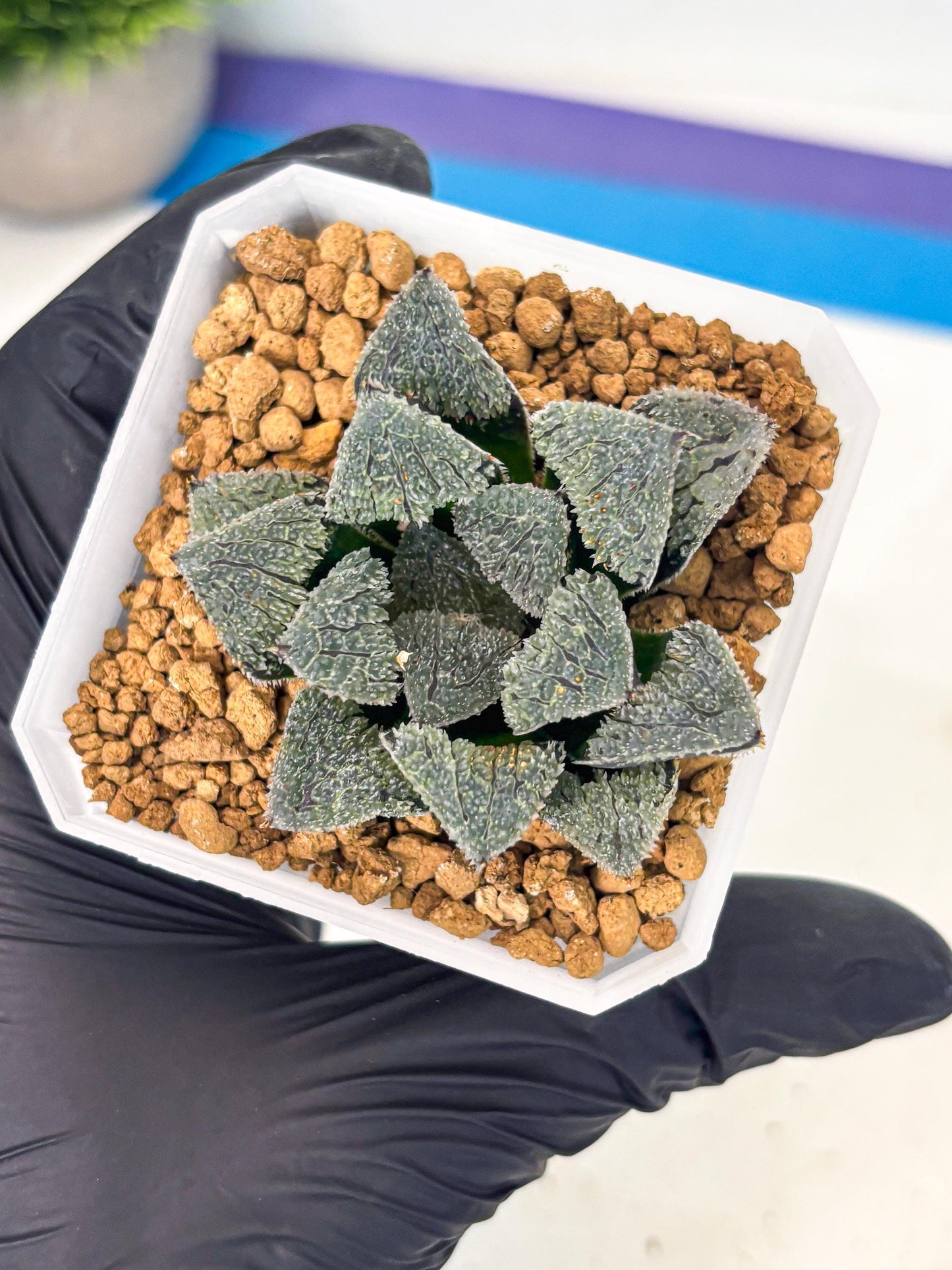 Haworthia Juweicheng (wa3) (b3) | Hong Kong Rare Species