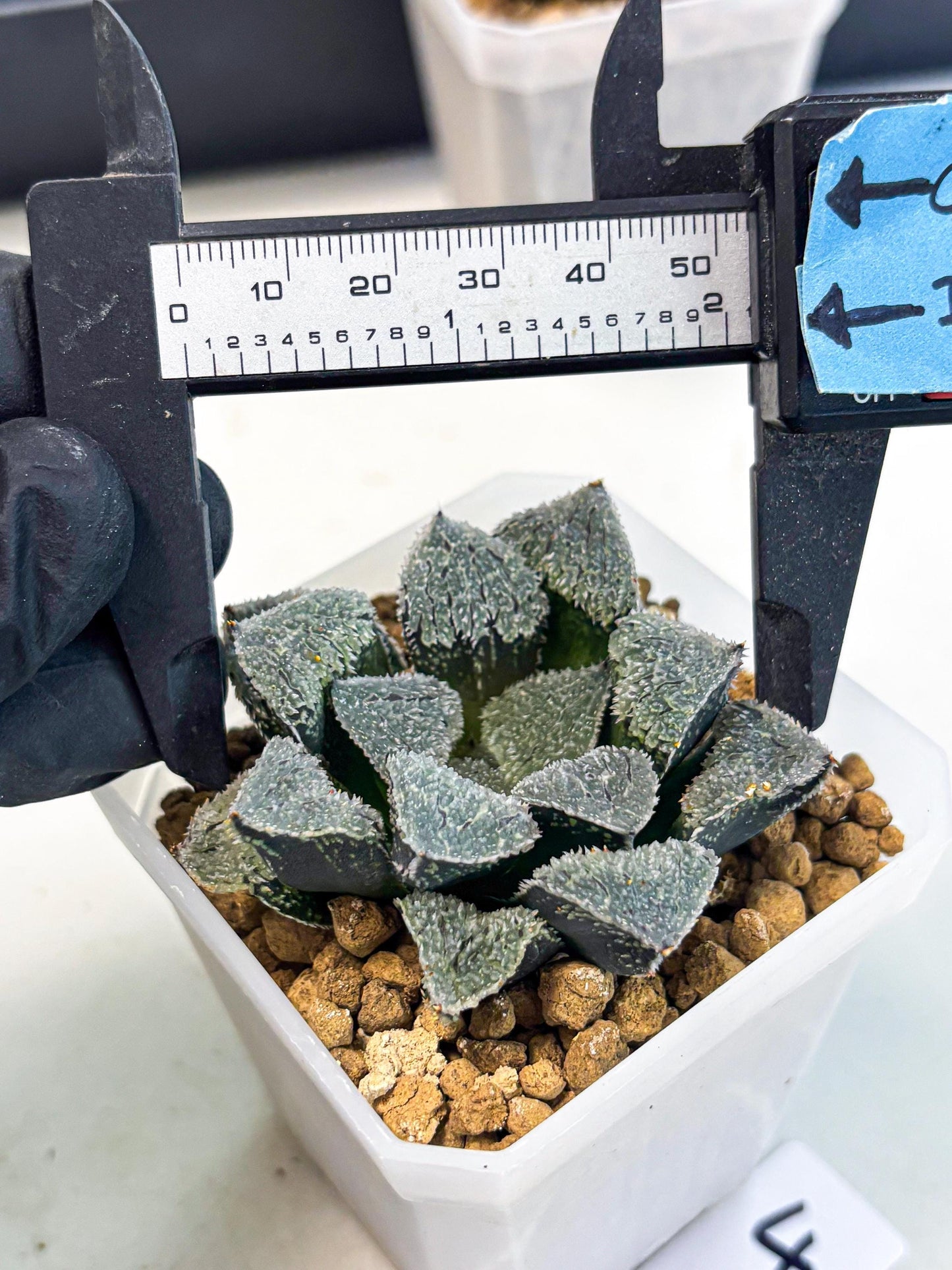 Haworthia Juweicheng (wa3) (b4) | Hong Kong Rare Species