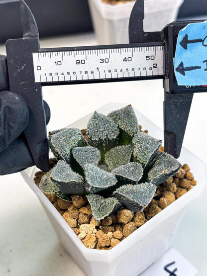 Haworthia Juweicheng (wa3) (b4) | Hong Kong Rare Species