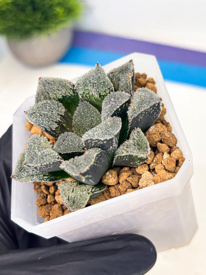 Haworthia Juweicheng (wa3) (b4) | Hong Kong Rare Species