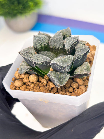 Haworthia Juweicheng (wa3) (b4) | Hong Kong Rare Species