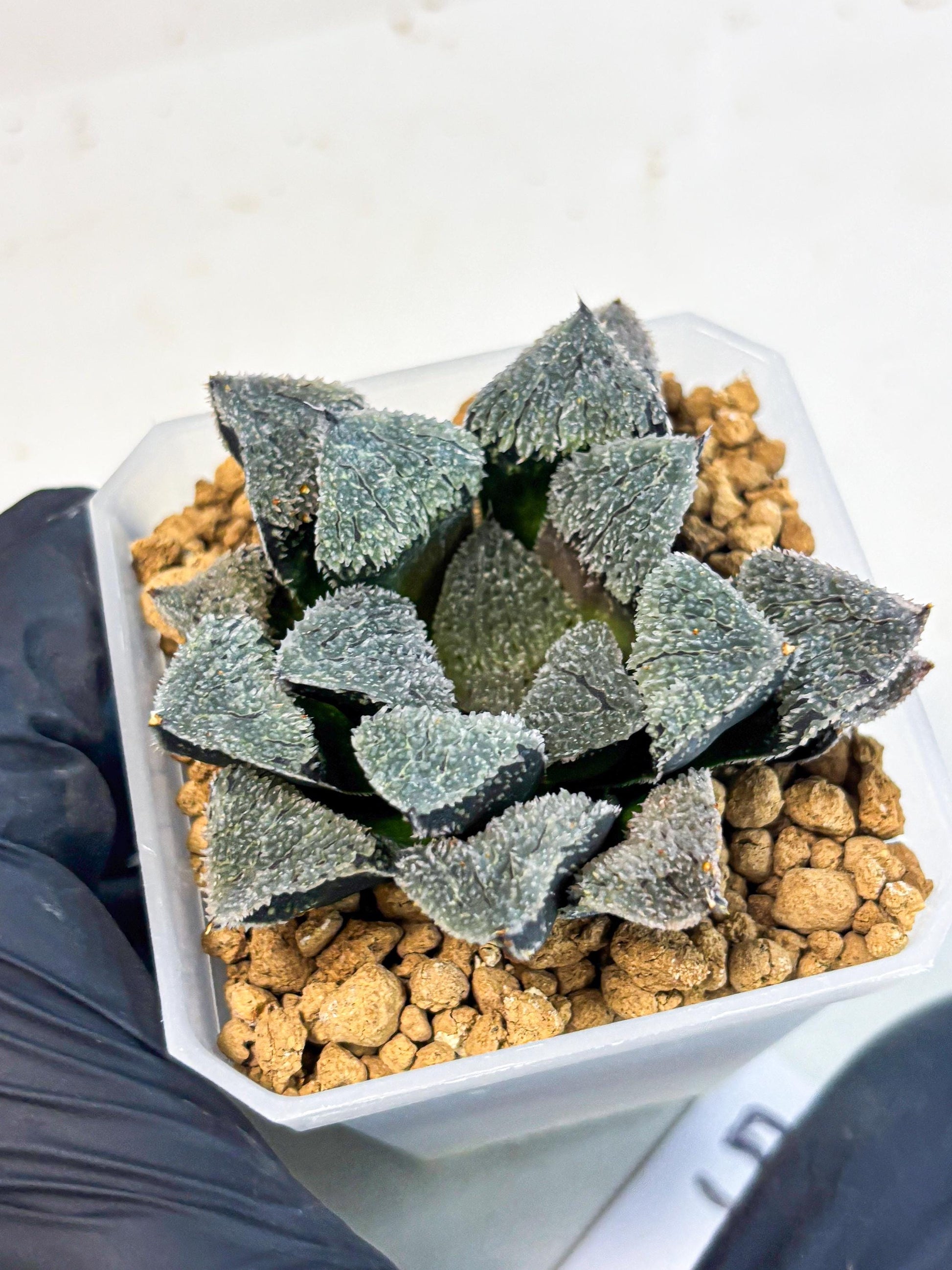 Haworthia Juweicheng (wa3) (b5) | Hong Kong Rare Species