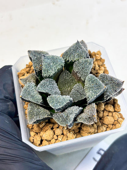Haworthia Juweicheng (wa3) (b5) | Hong Kong Rare Species