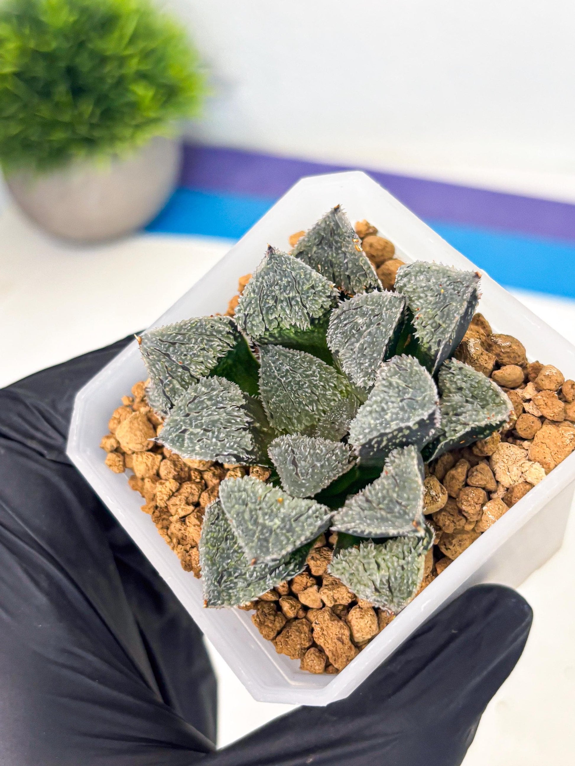 Haworthia Juweicheng (wa3) (b4) | Hong Kong Rare Species