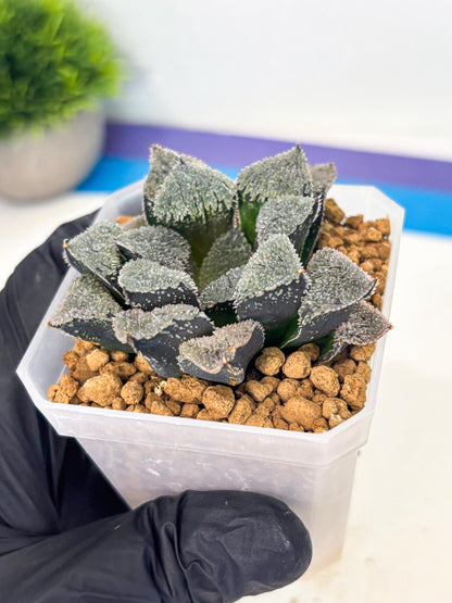 Haworthia Juweicheng (wa3) (b5) | Hong Kong Rare Species