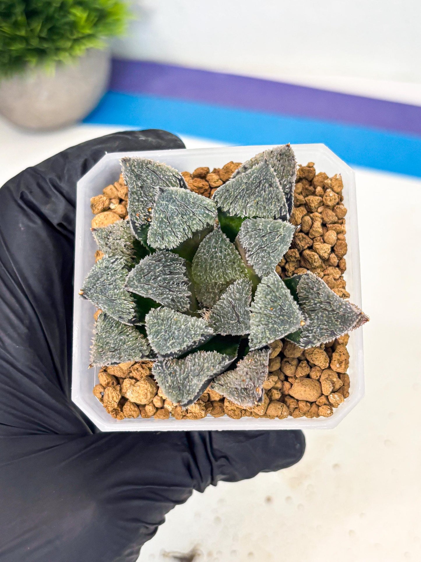 Haworthia Juweicheng (wa3) (b5) | Hong Kong Rare Species