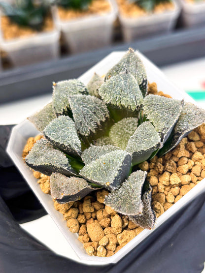Haworthia Juweicheng (wa3) (b5) | Hong Kong Rare Species