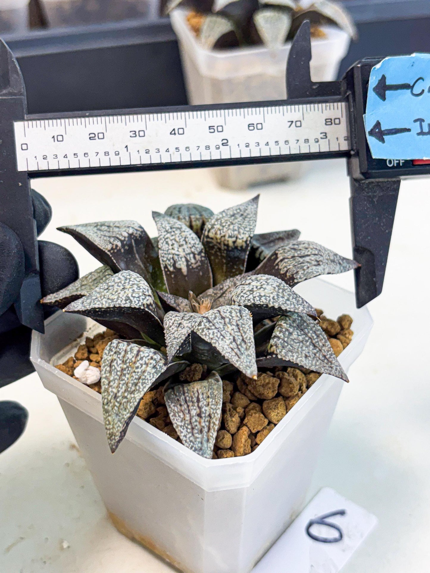 Haworthia Baiyin (wa3) (b6) | Hong Kong Rare Species