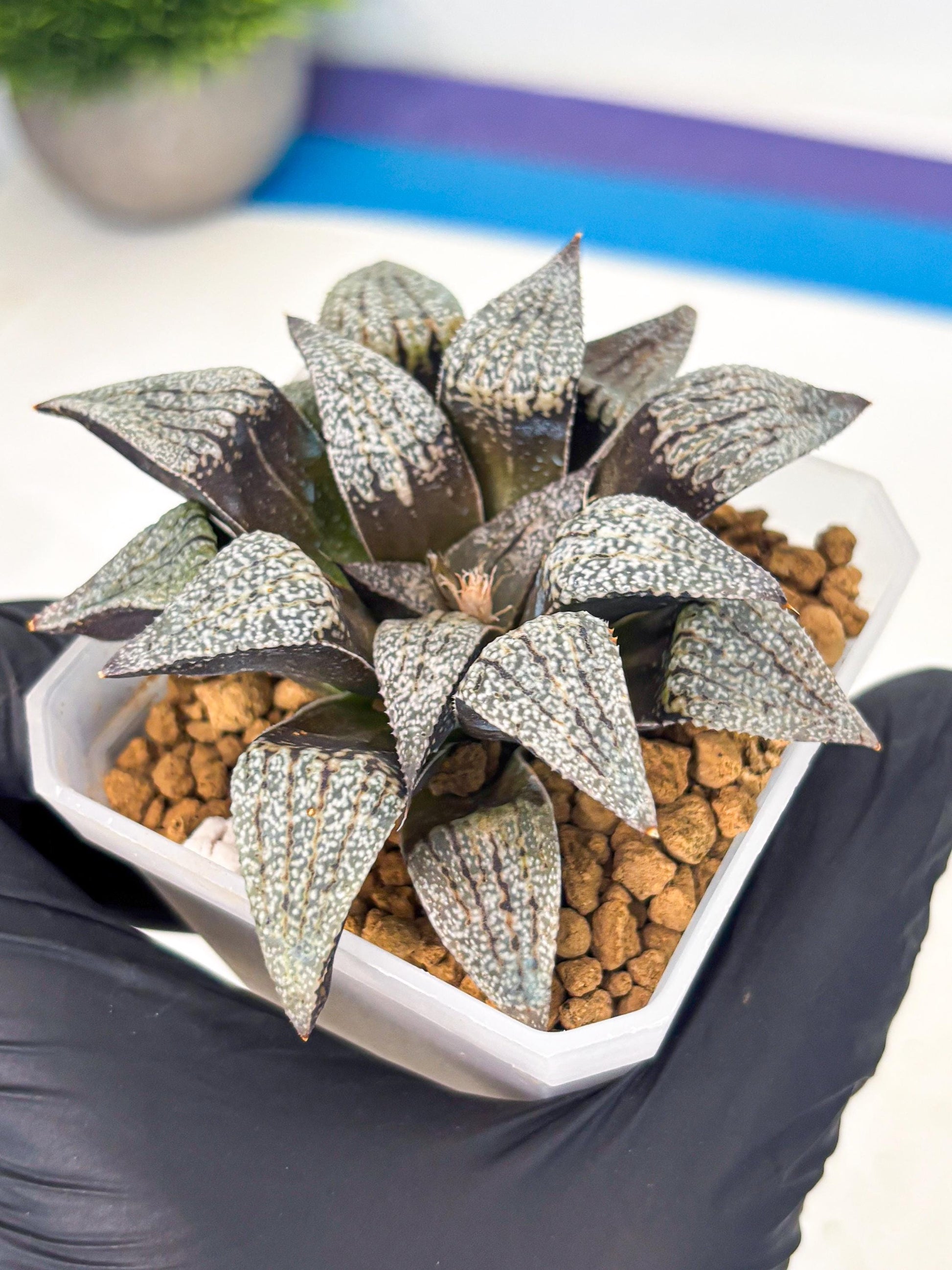 Haworthia Baiyin (wa3) (b6) | Hong Kong Rare Species