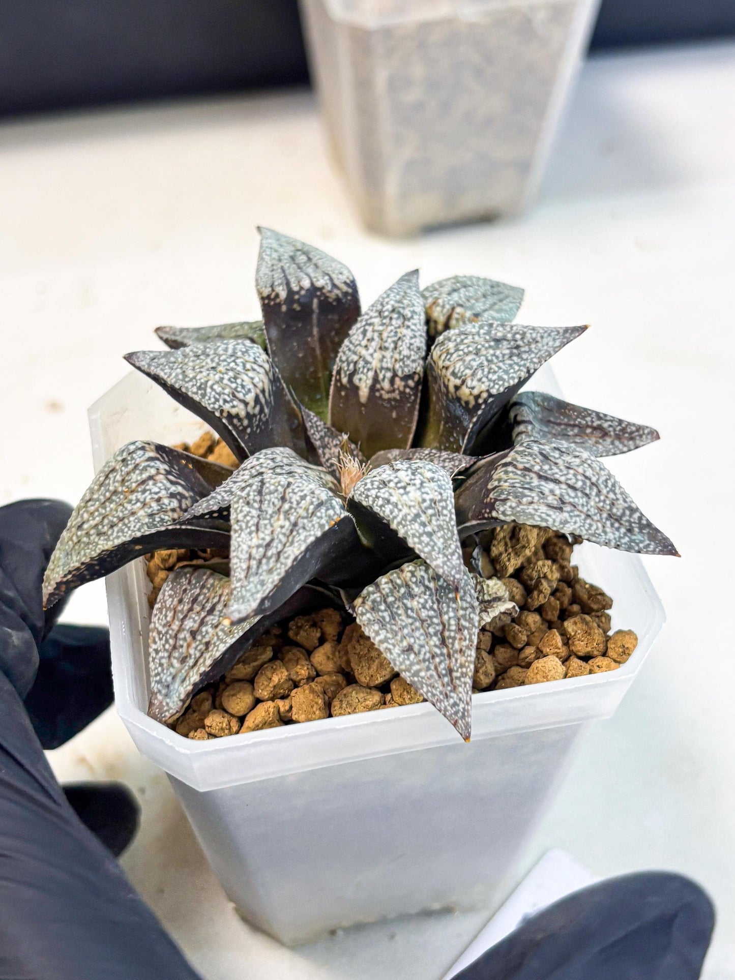 Haworthia Baiyin (wa3) (b6) | Hong Kong Rare Species