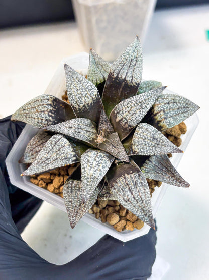 Haworthia Baiyin (wa3) (b6) | Hong Kong Rare Species