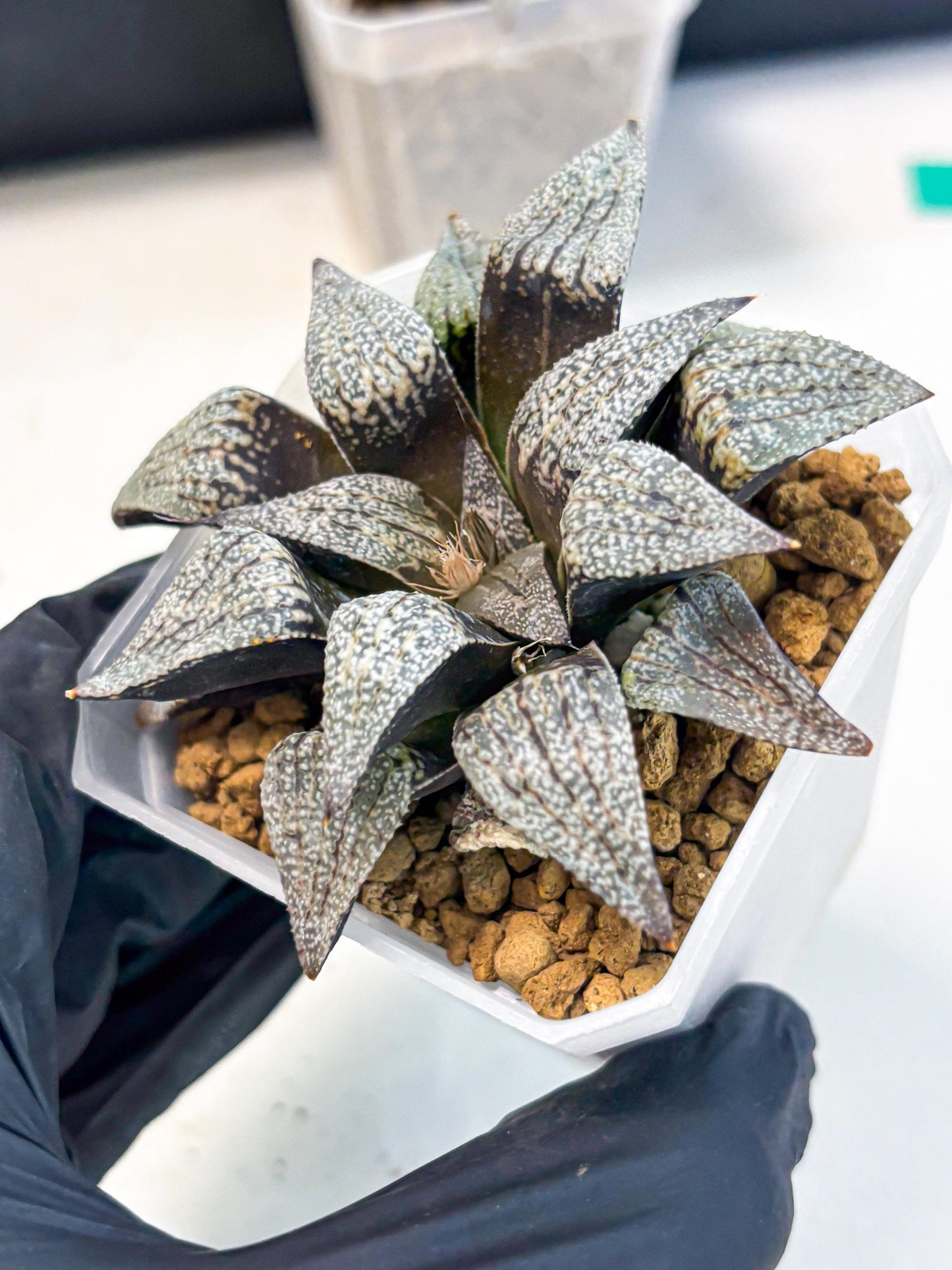 Haworthia Baiyin (wa3) (b6) | Hong Kong Rare Species