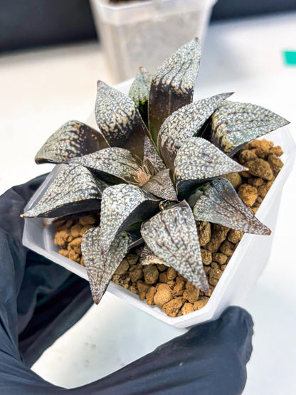 Haworthia Baiyin (wa3) (b6) | Hong Kong Rare Species