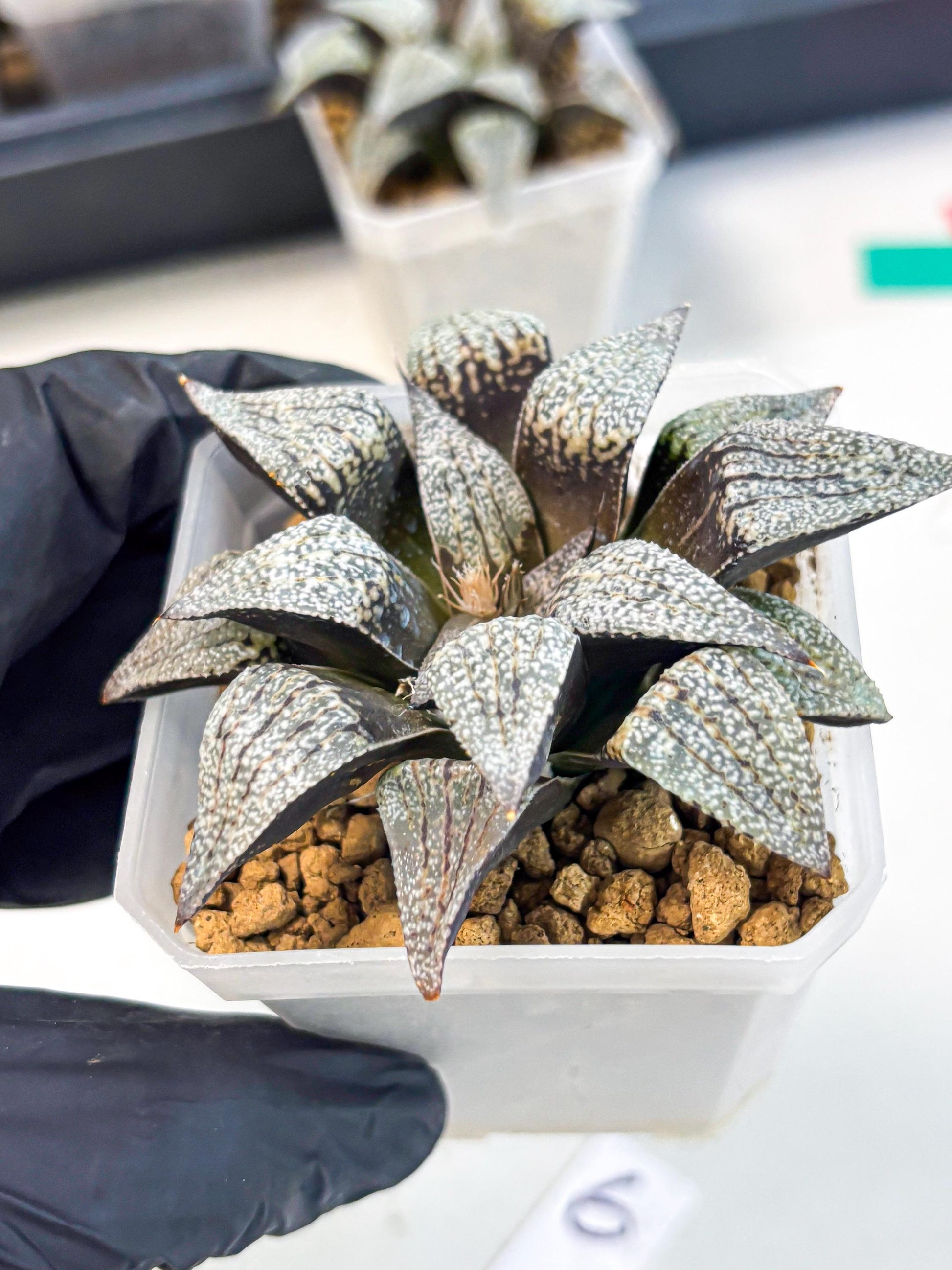 Haworthia Baiyin (wa3) (b6) | Hong Kong Rare Species