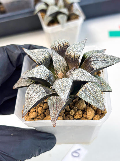 Haworthia Baiyin (wa3) (b6) | Hong Kong Rare Species