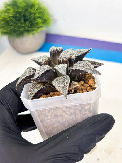 Haworthia Baiyin (wa3) (b6) | Hong Kong Rare Species