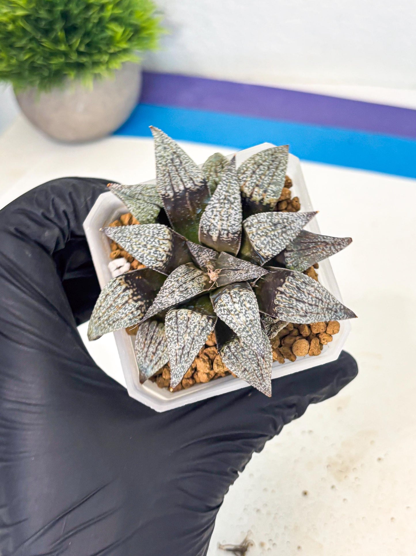 Haworthia Baiyin (wa3) (b6) | Hong Kong Rare Species