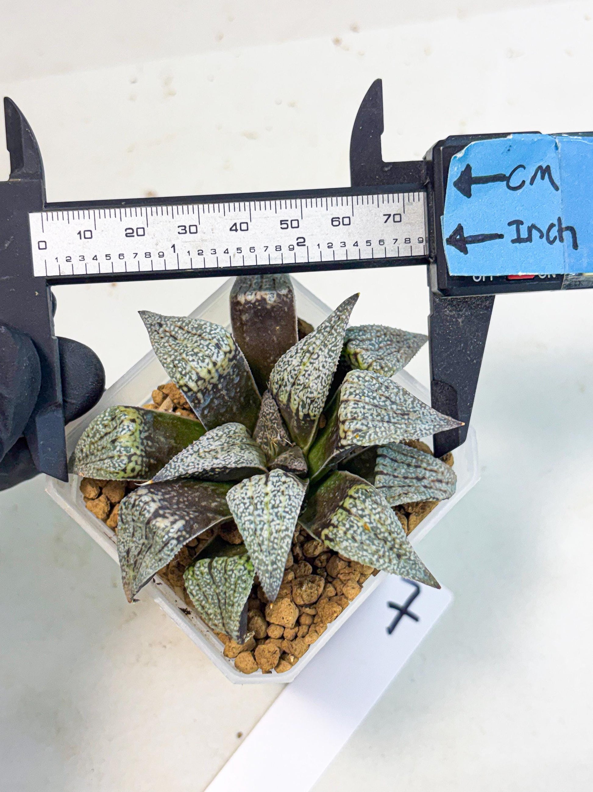 Haworthia Baiyin (wa3) (b7) | Hong Kong Rare Species