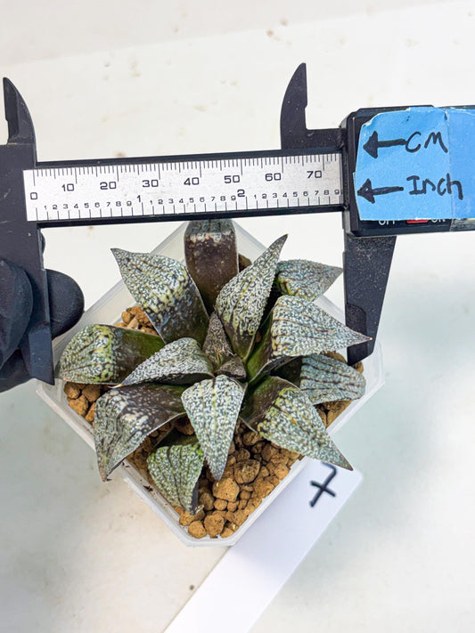 Haworthia Baiyin (wa3) (b7) | Hong Kong Rare Species