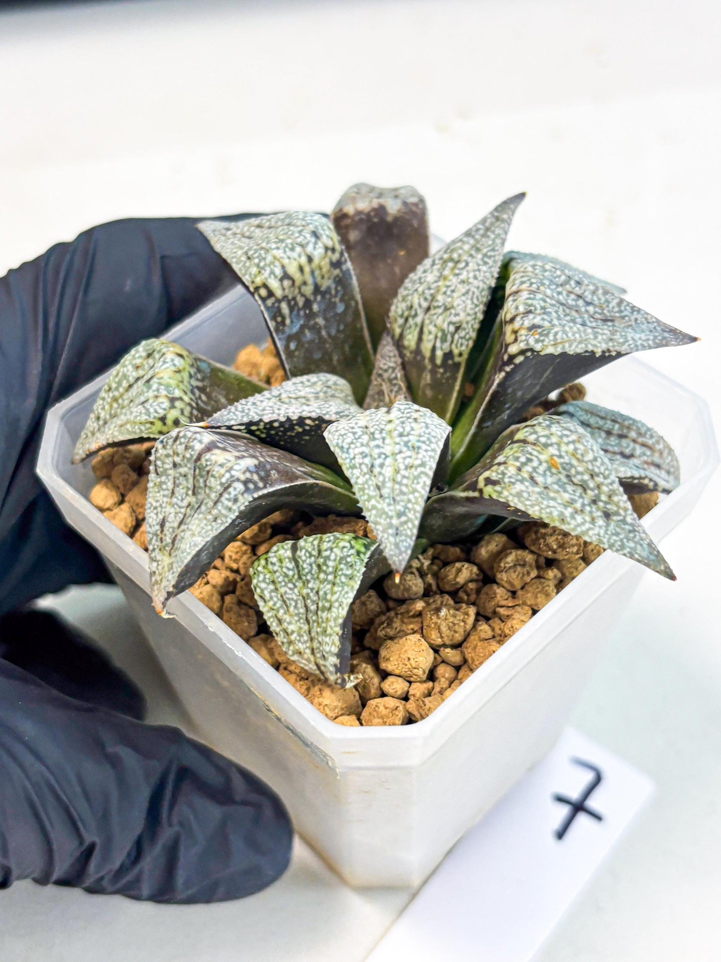 Haworthia Baiyin (wa3) (b7) | Hong Kong Rare Species